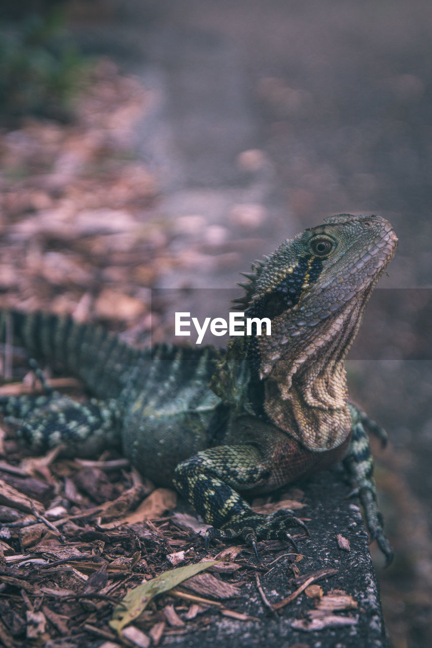 Close-up of lizard on rock