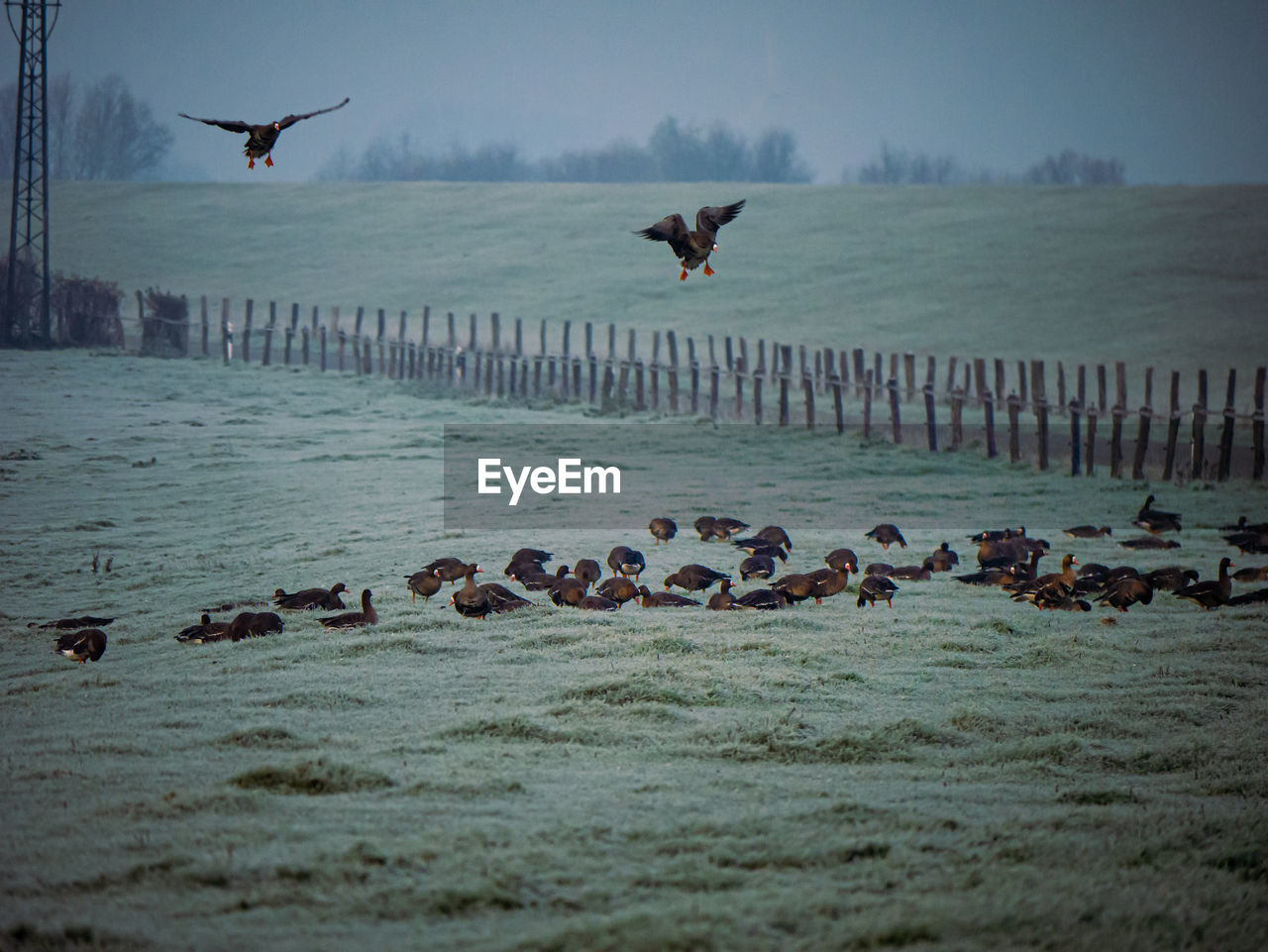 Migration birds from the arctic region resting on green farmland in germany