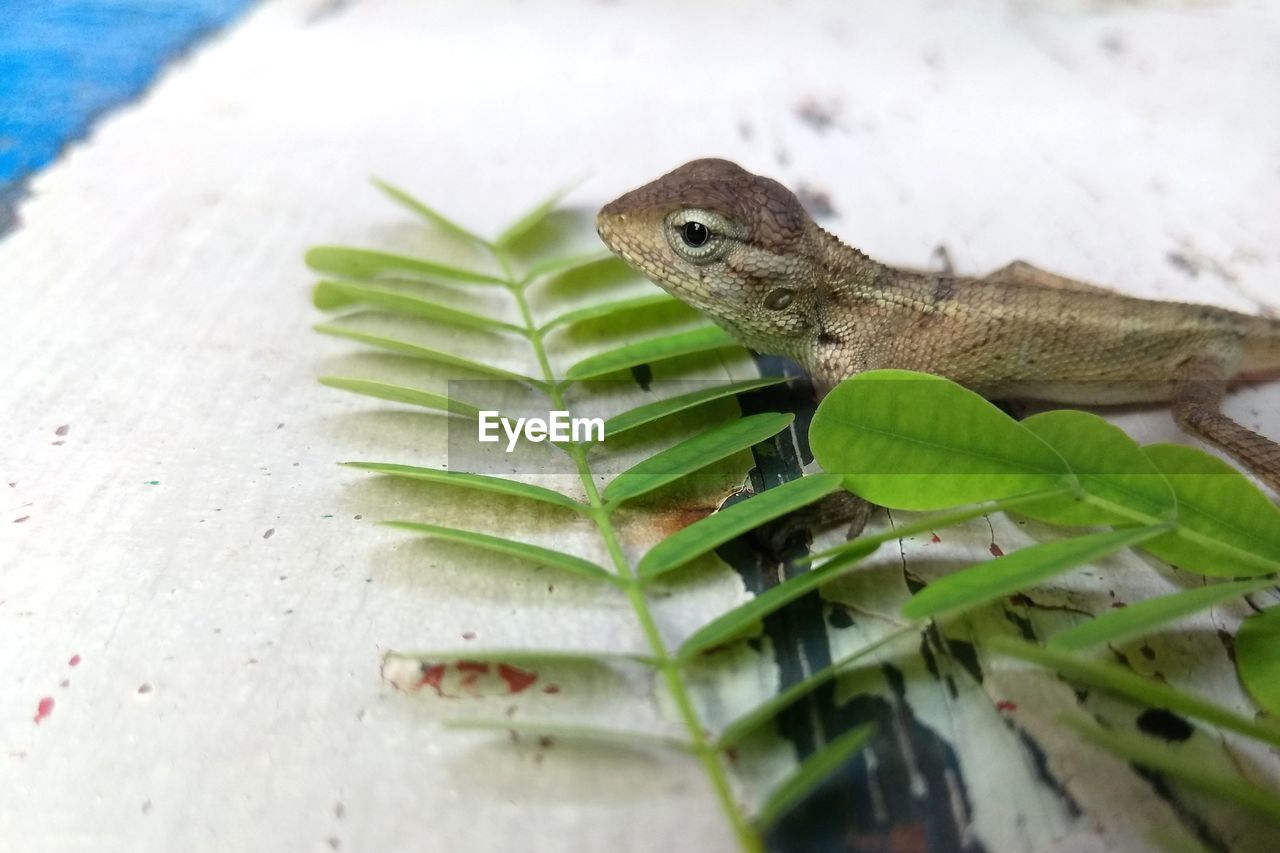 Close-up of a lizard