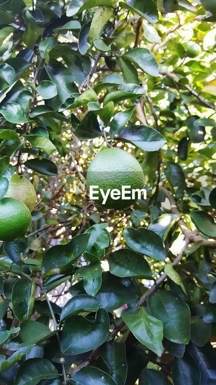 Low angle view of lemons on tree