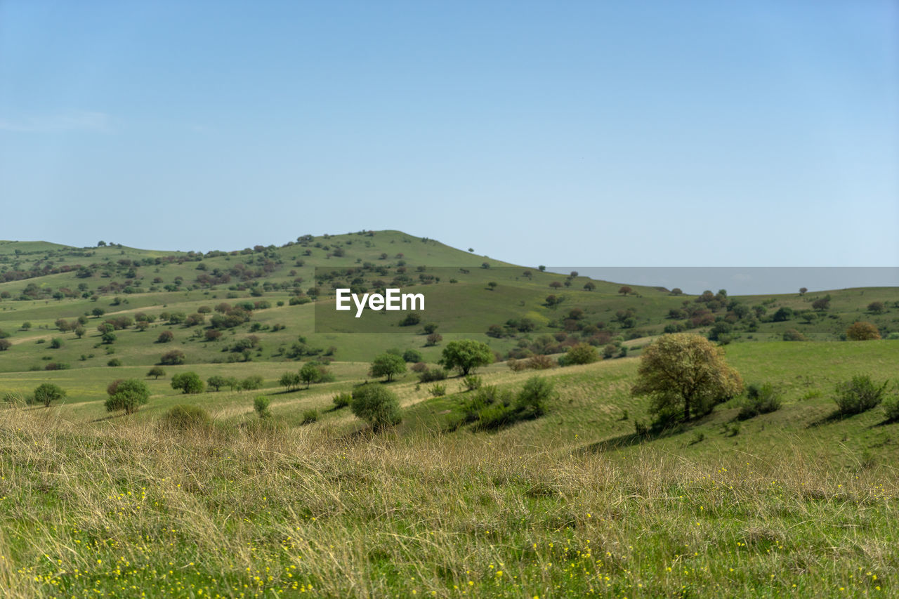 landscape, environment, plant, natural environment, grassland, sky, land, scenics - nature, hill, grass, nature, pasture, beauty in nature, green, plain, meadow, no people, tranquility, prairie, field, non-urban scene, tranquil scene, rural area, steppe, plateau, clear sky, tree, wilderness, rural scene, blue, day, outdoors, ridge, copy space, travel destinations, remote, savanna, travel, tourism, growth, horizon