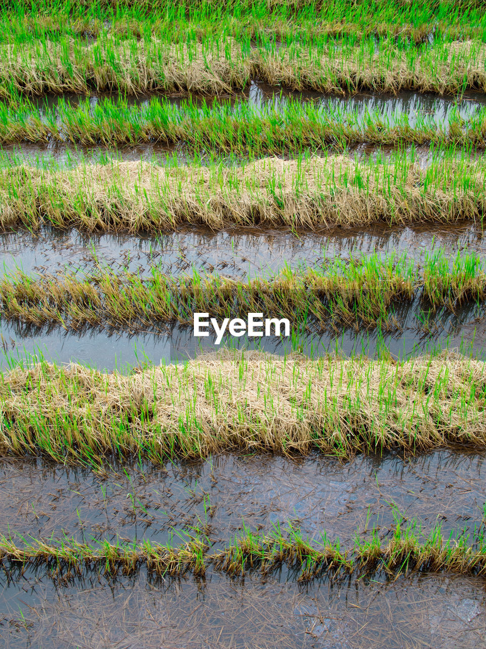 Full frame shot of plants growing in garden