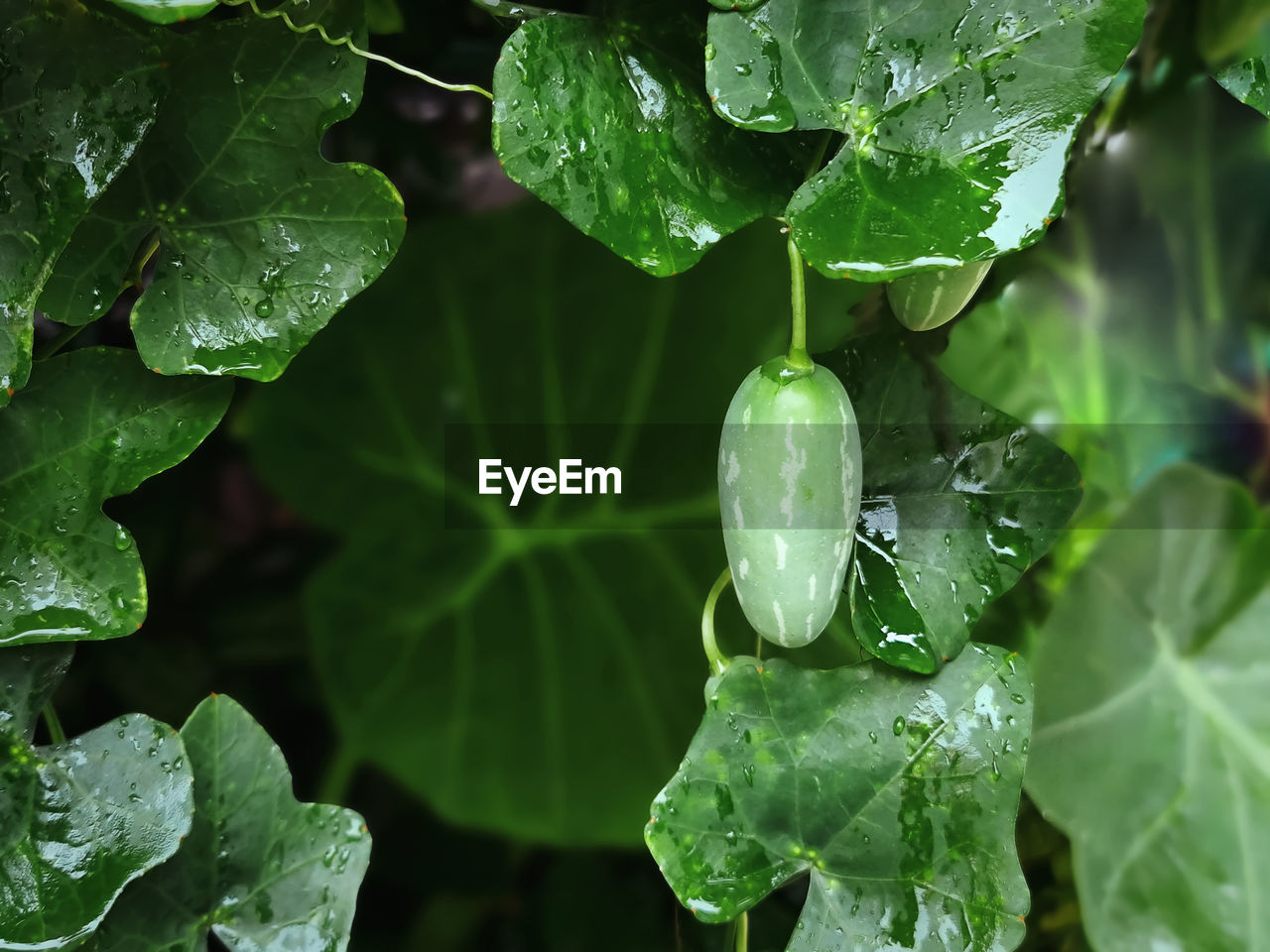 CLOSE-UP OF WATER DROPS ON PLANT LEAVES