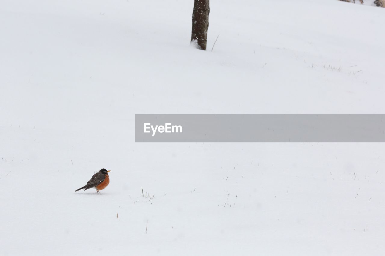 BIRD PERCHING ON SNOW COVERED