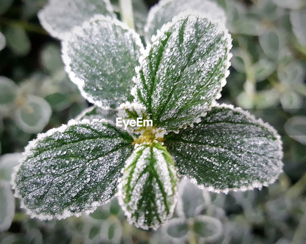 CLOSE-UP OF FROZEN PLANTS