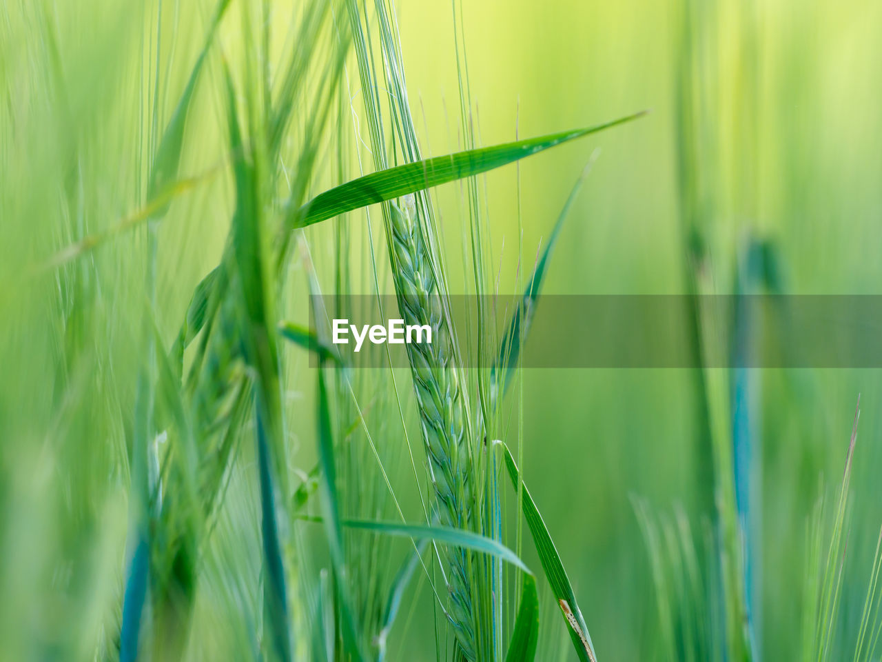 CLOSE-UP OF STALKS IN FIELD