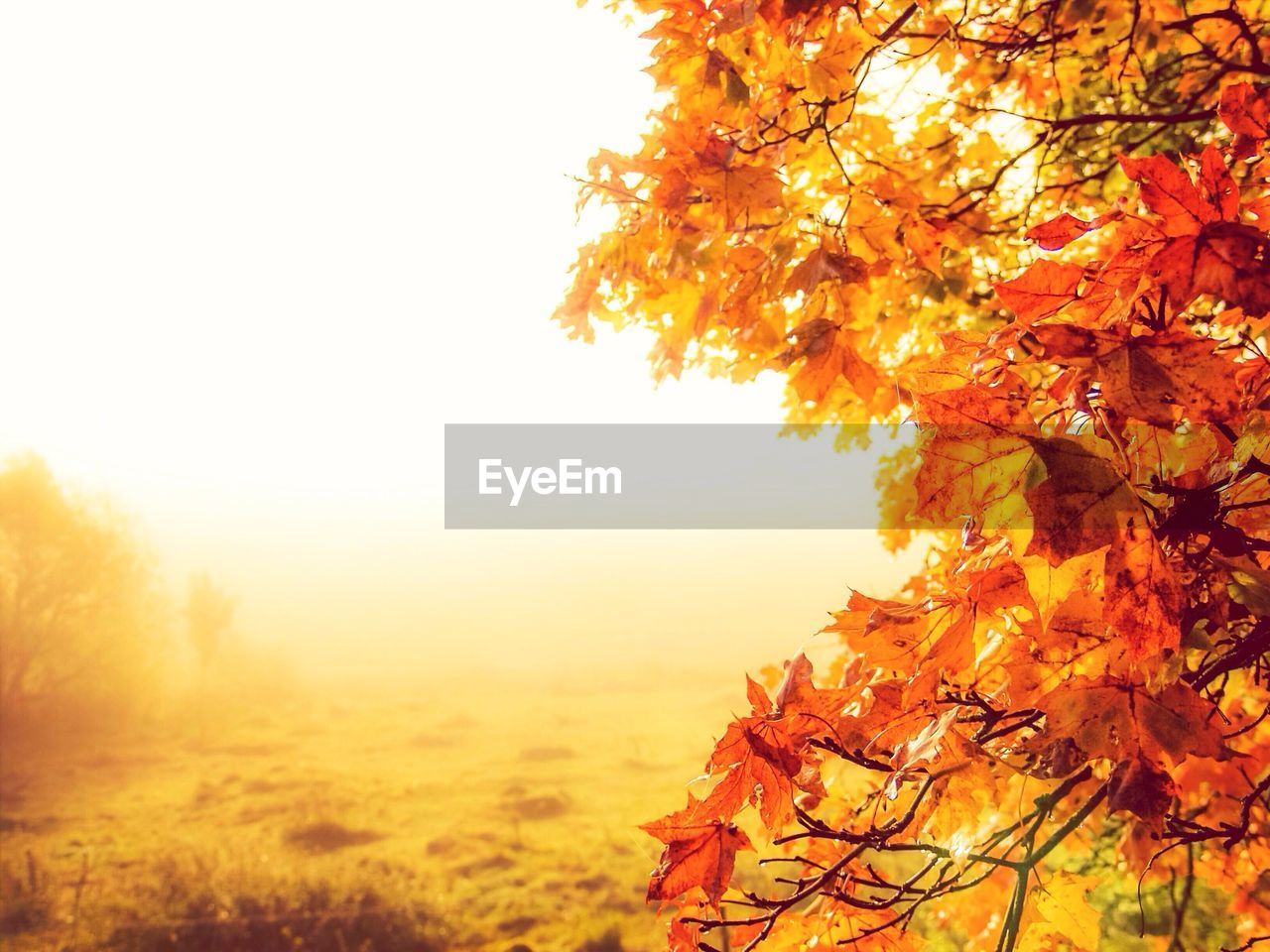 Close-up of maple tree in autumn