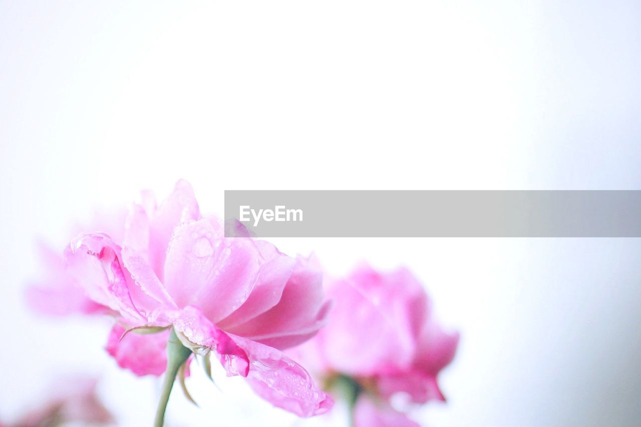 CLOSE-UP OF PINK FLOWERS AGAINST SKY