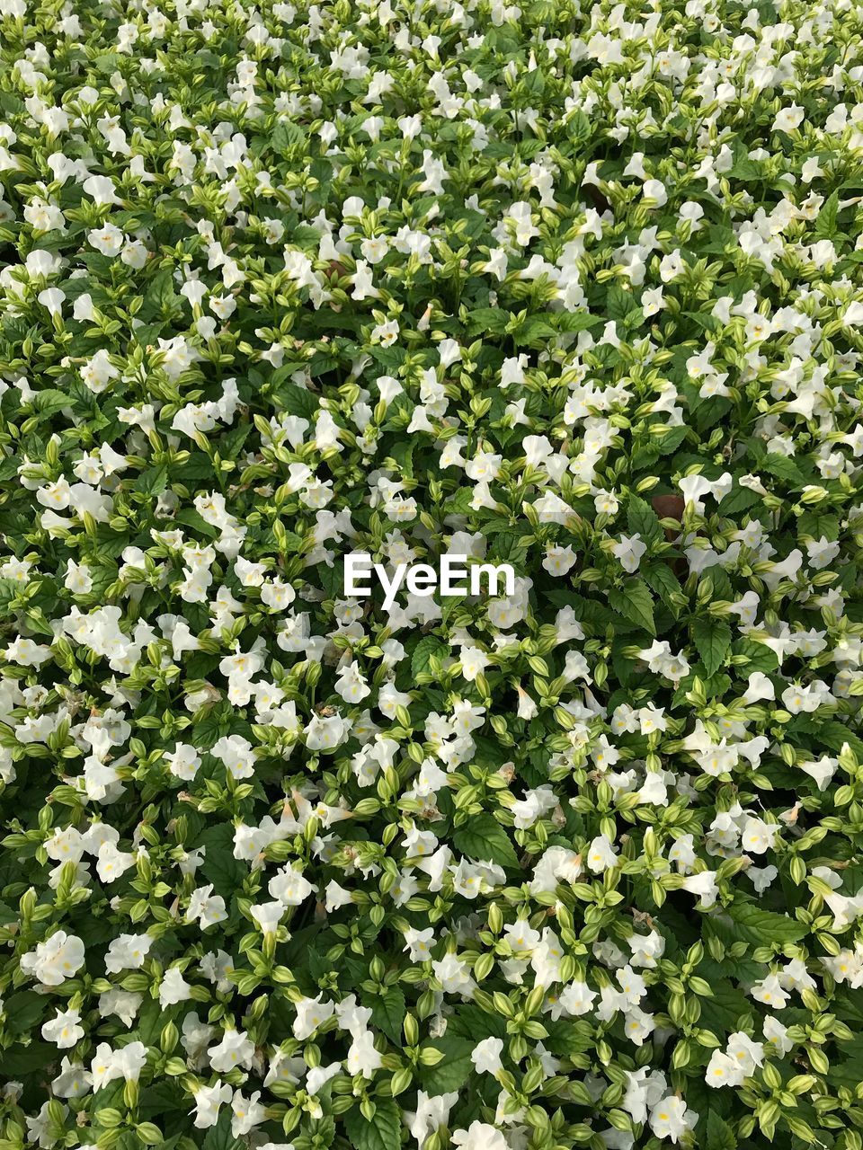 WHITE FLOWERING PLANTS