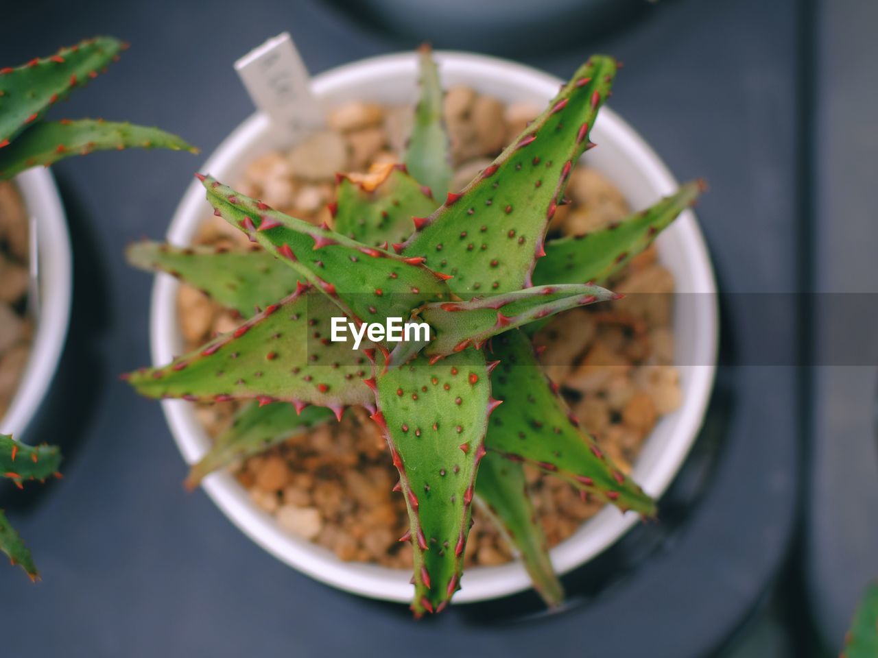 CLOSE-UP OF SUCCULENT PLANT IN POT