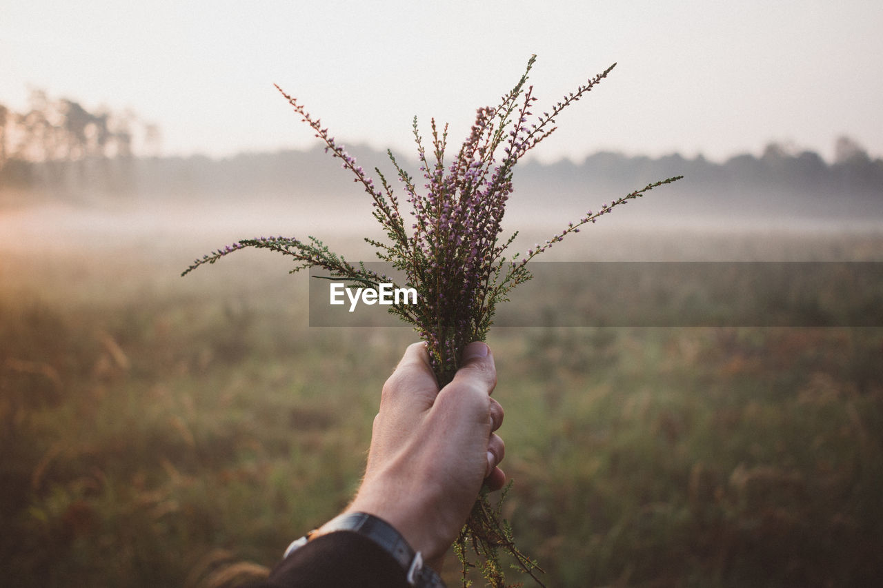 Cropped image of hand holding plant against field during foggy weather