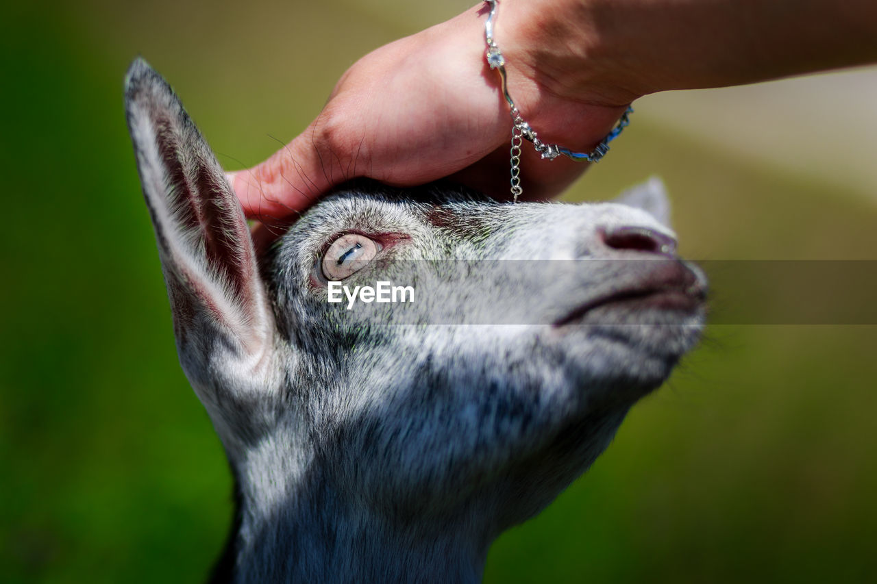 Human hand touching goat