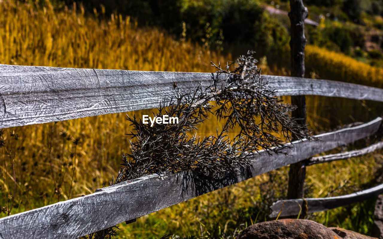 CLOSE-UP OF TREE TRUNK AGAINST GRASS