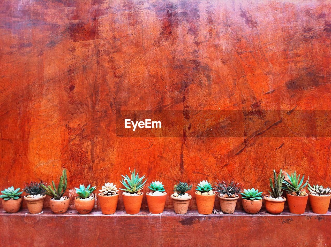 Potted plants against red wall