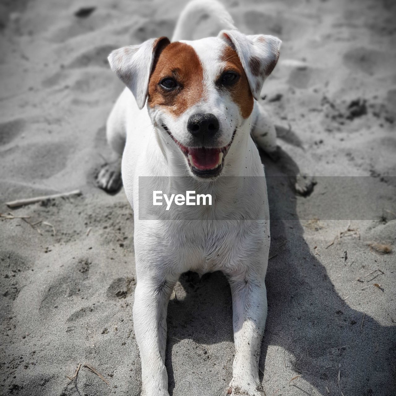 PORTRAIT OF DOG ON SAND