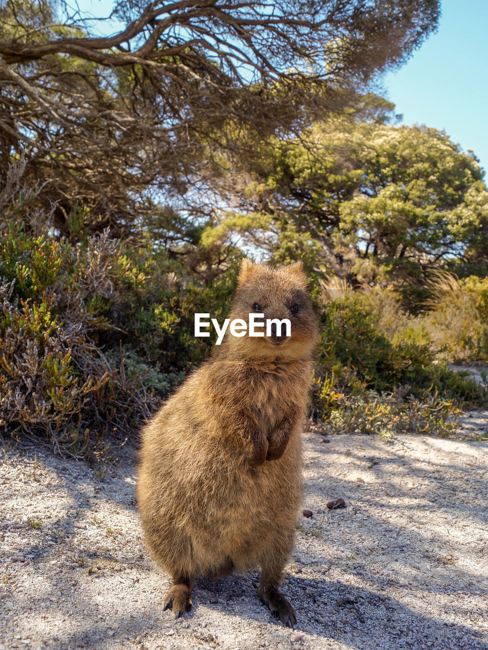 Portrait of quokka sitting and smiling