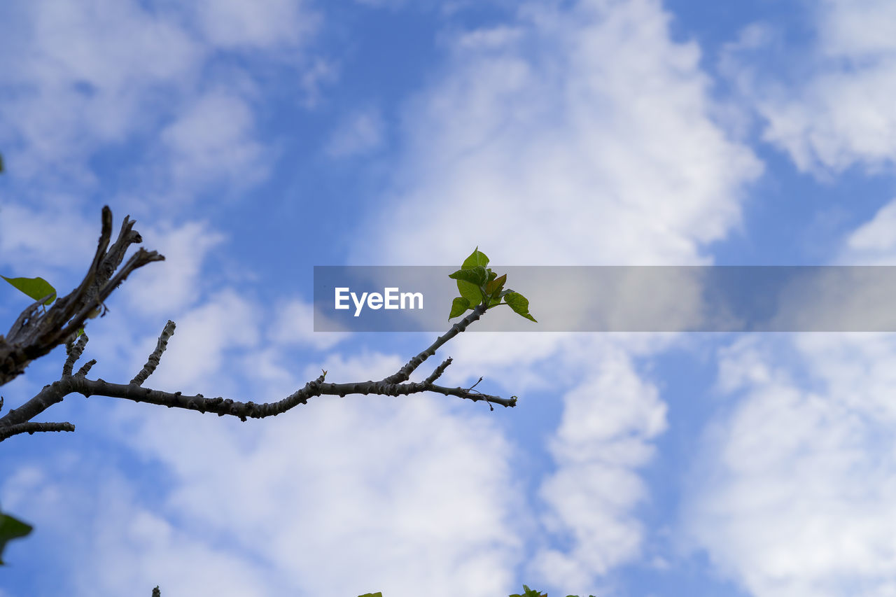 LOW ANGLE VIEW OF FLOWER TREE AGAINST SKY