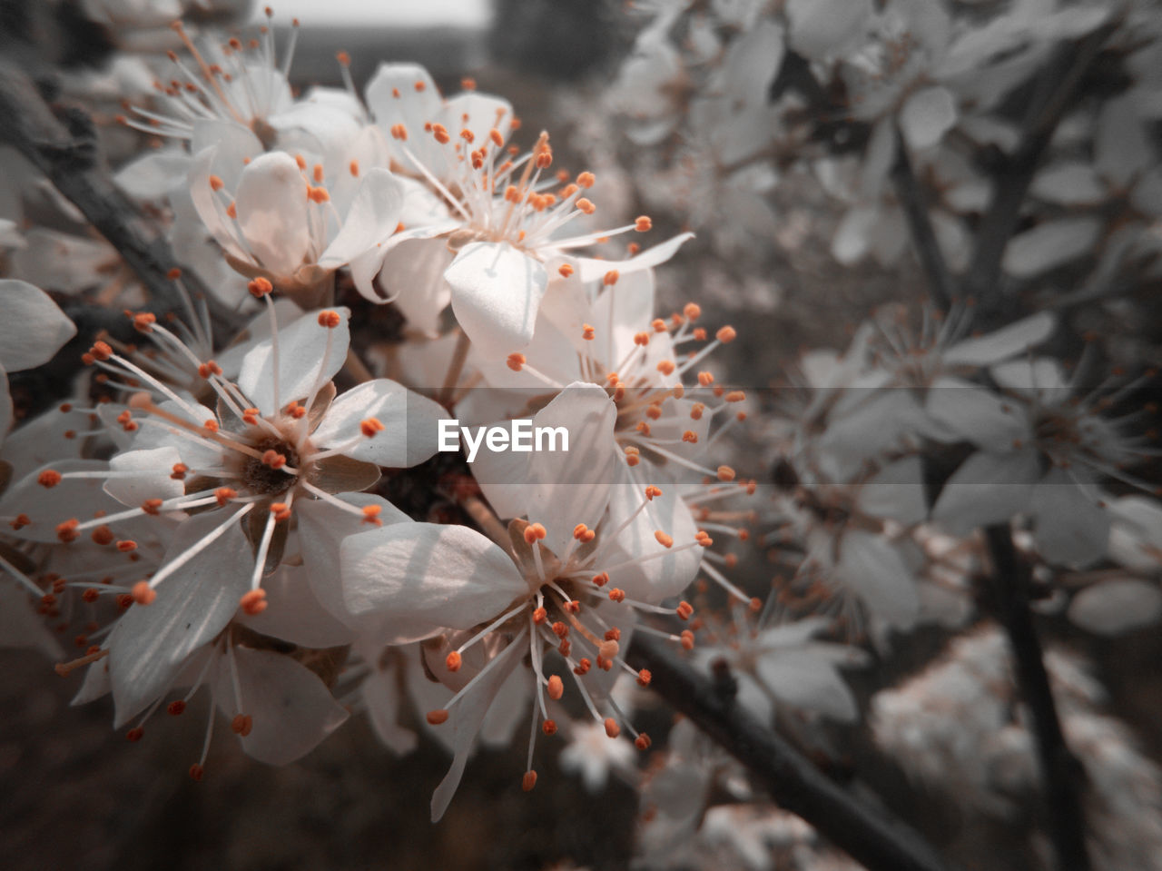 CLOSE-UP OF CHERRY BLOSSOM