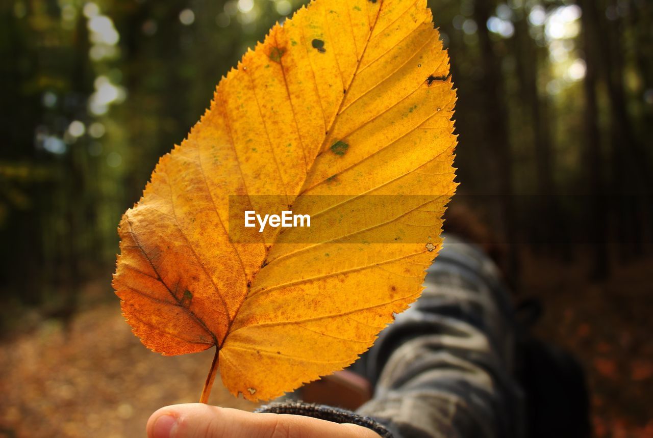 Cropped hand of woman holding autumn leaf