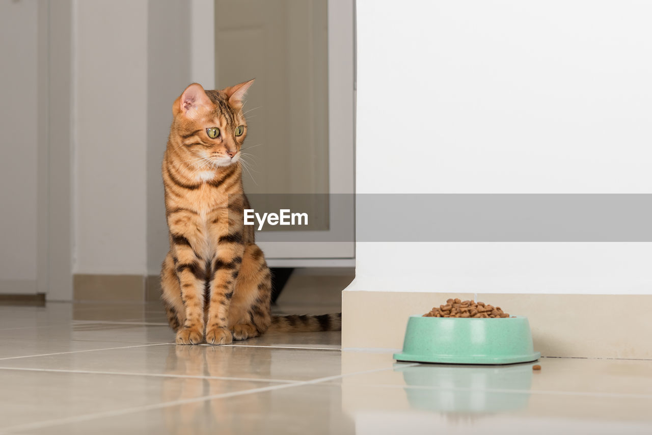 Bengal cat peeks around the corner, looks at a bowl of food, against the background of the room. 