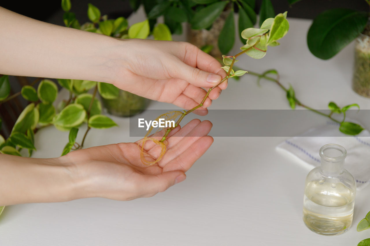 Female hands with rooted houseplant sprout. peperomia scandens.