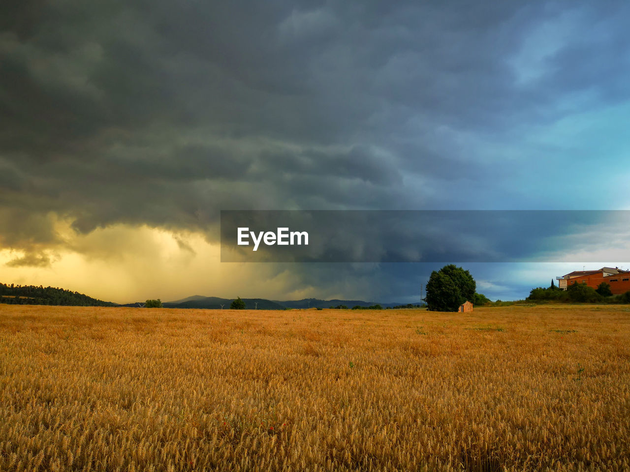 Scenic view of agricultural field against sky