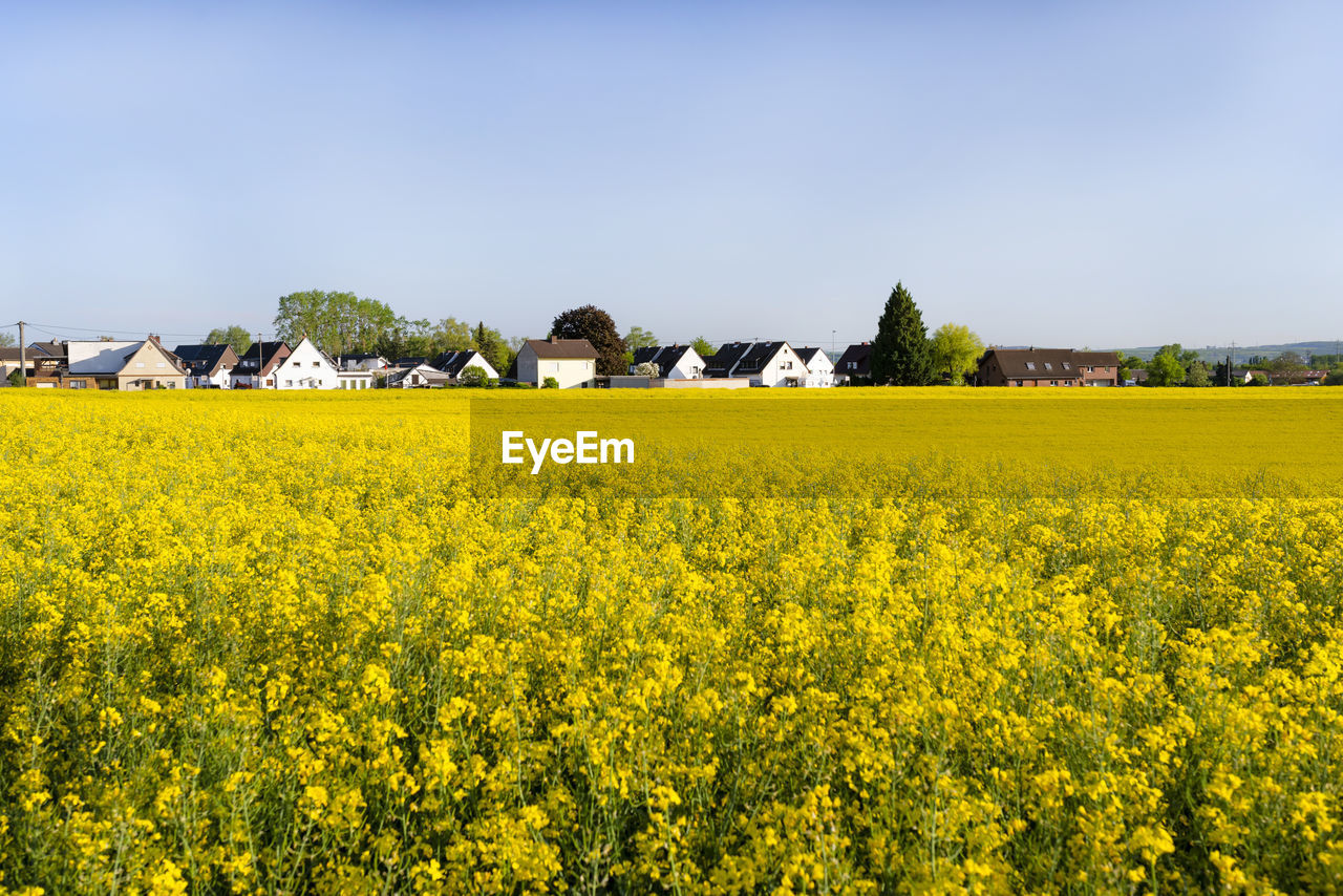 Scenic view of oilseed rape field against sky