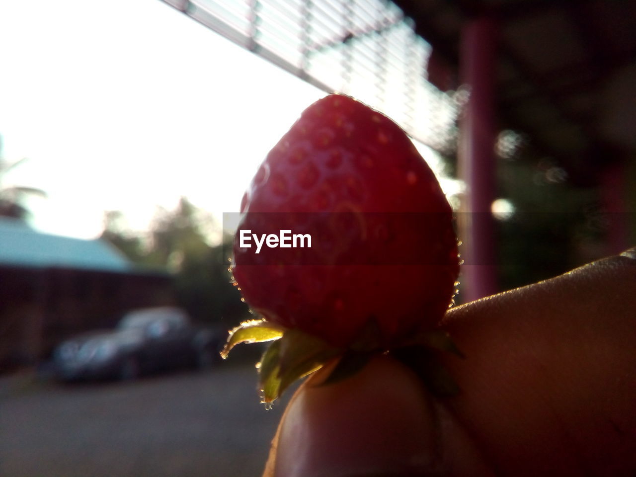 CLOSE-UP OF STRAWBERRY ON FRUIT