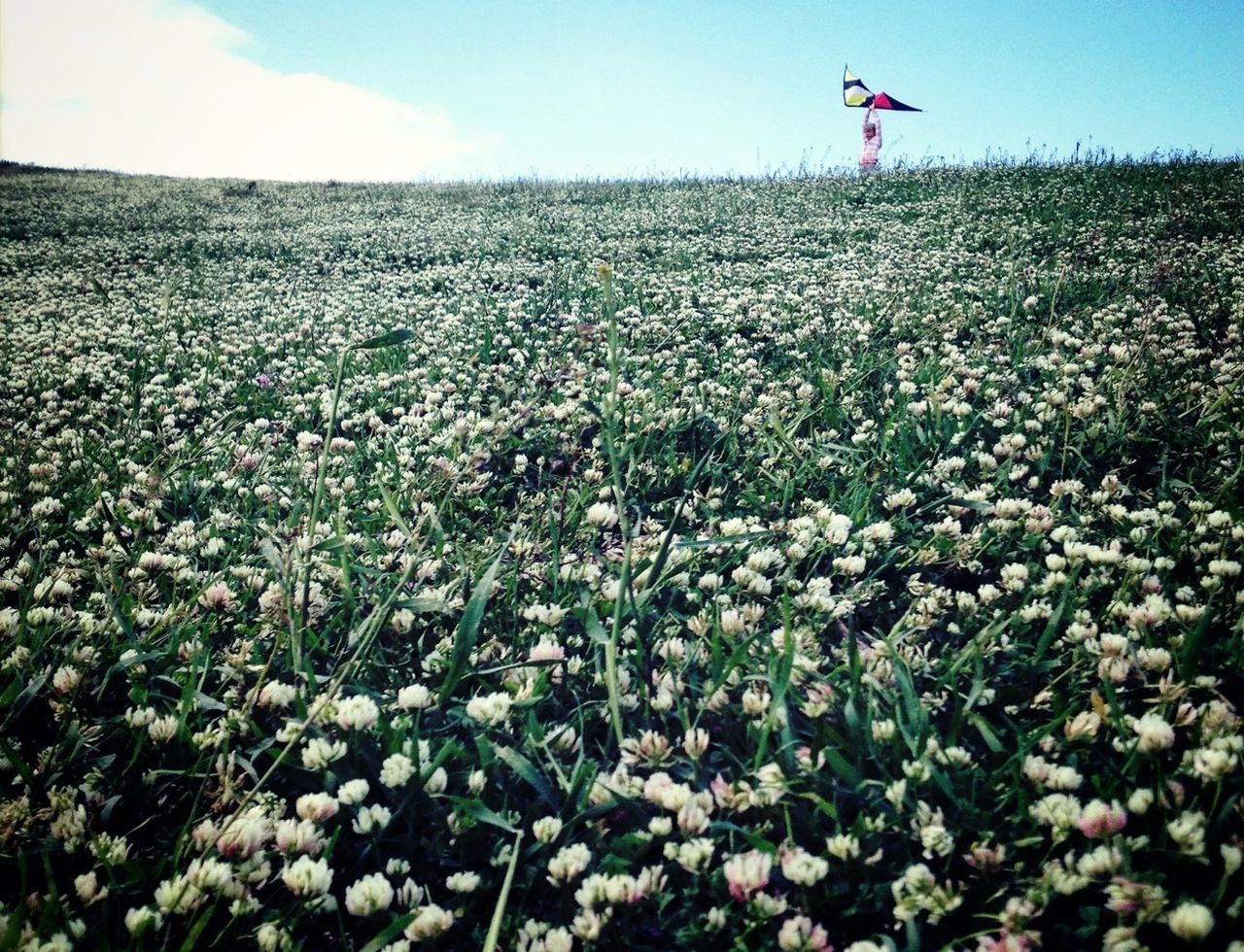 Flower field