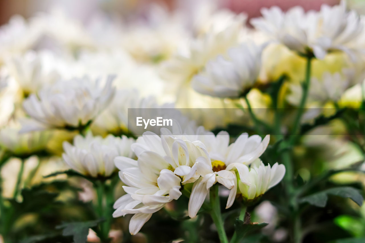 Close-up of white flowering plant