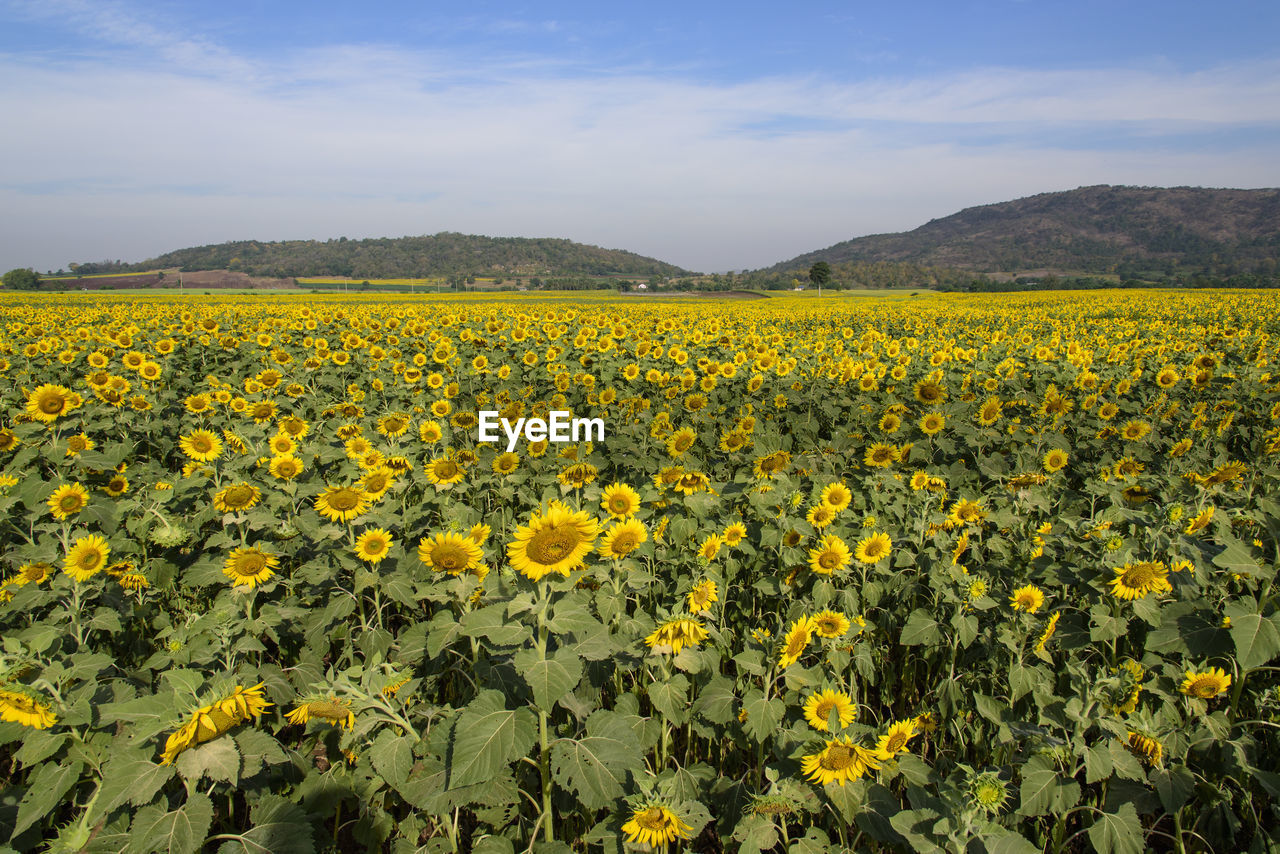 Scenic view of yellow flowers growing on field against sky