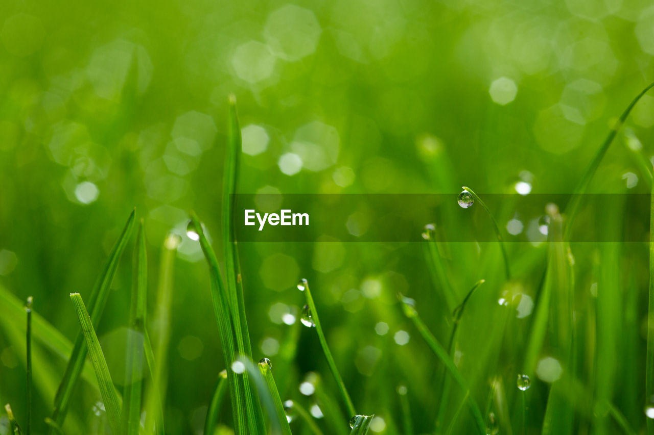 Close-up of wet grass