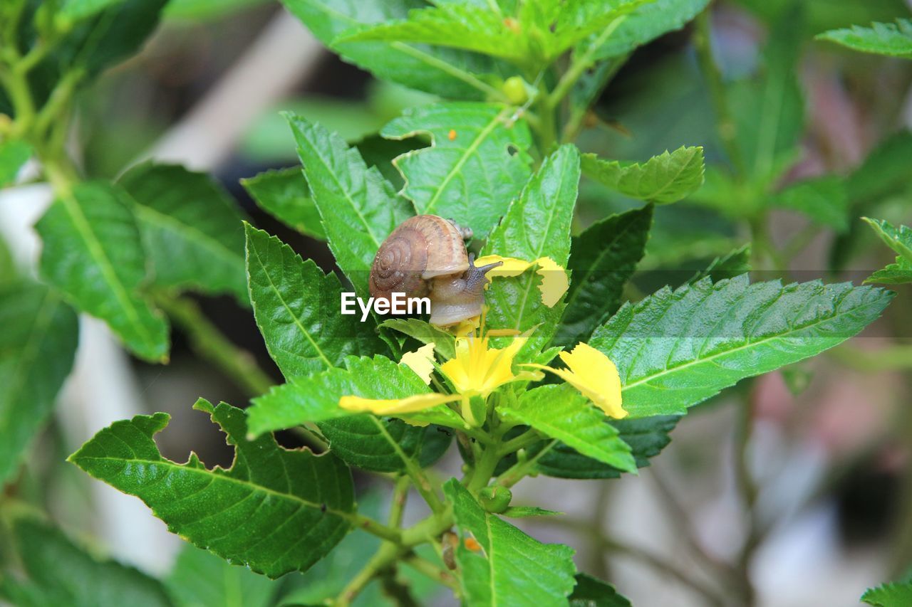 CLOSE-UP OF INSECT ON LEAF