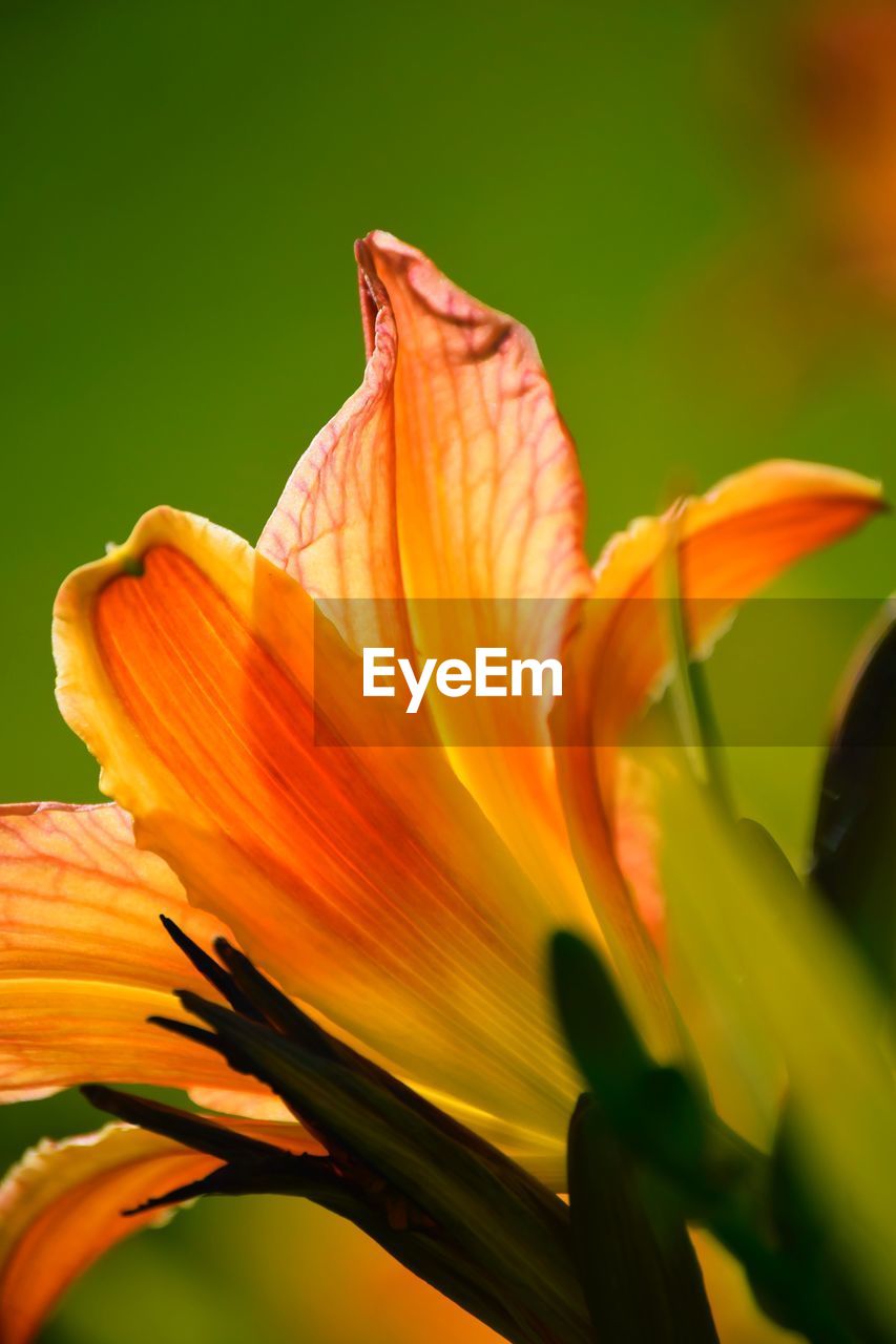 CLOSE-UP OF ORANGE DAY LILY FLOWER