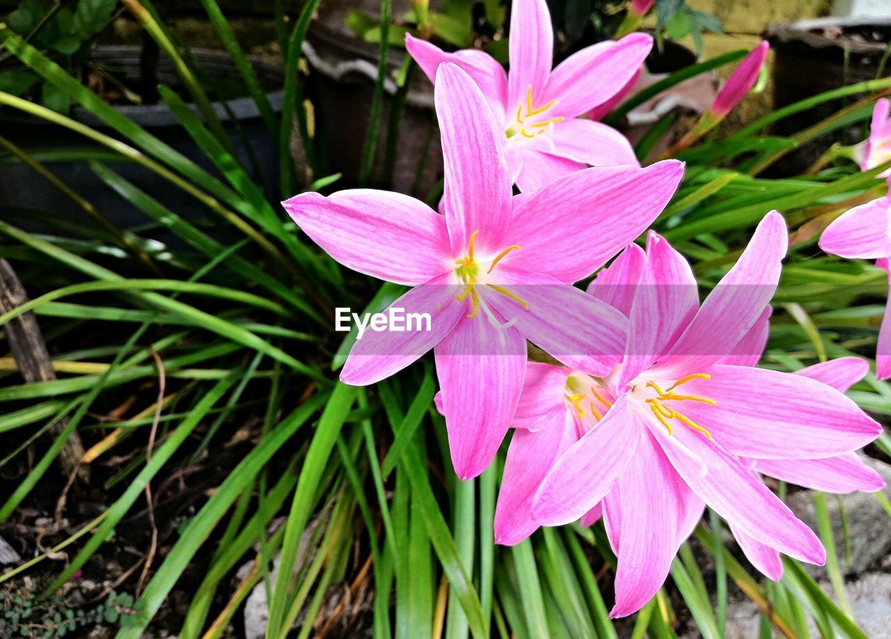 Plant with pink flowers 