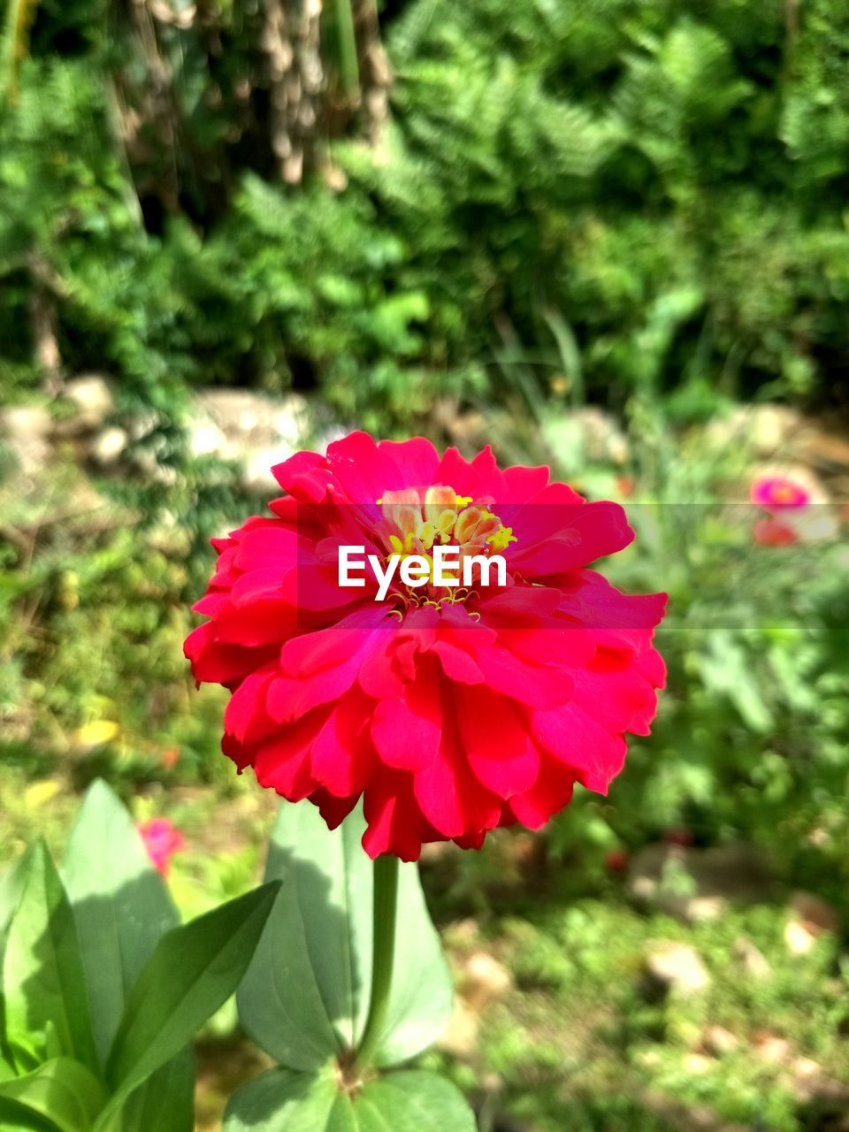 CLOSE-UP OF RED ZINNIA BLOOMING OUTDOORS