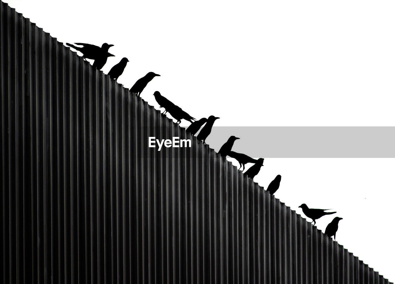 Low angle view of birds perching on corrugated iron against sky