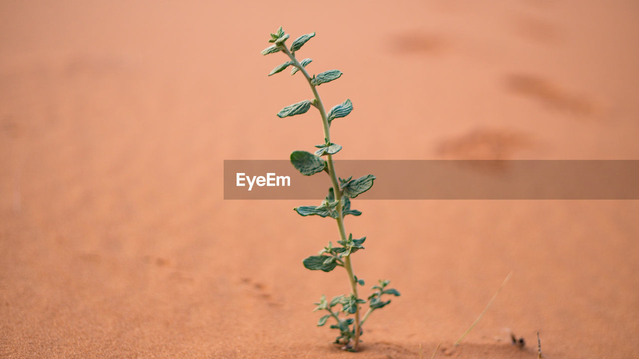 Close-up of plant