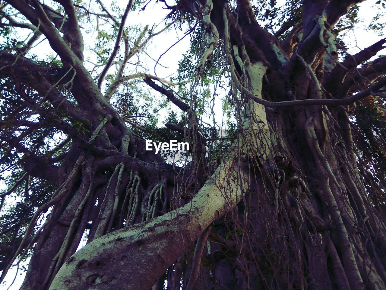 CLOSE-UP LOW ANGLE VIEW OF TREE