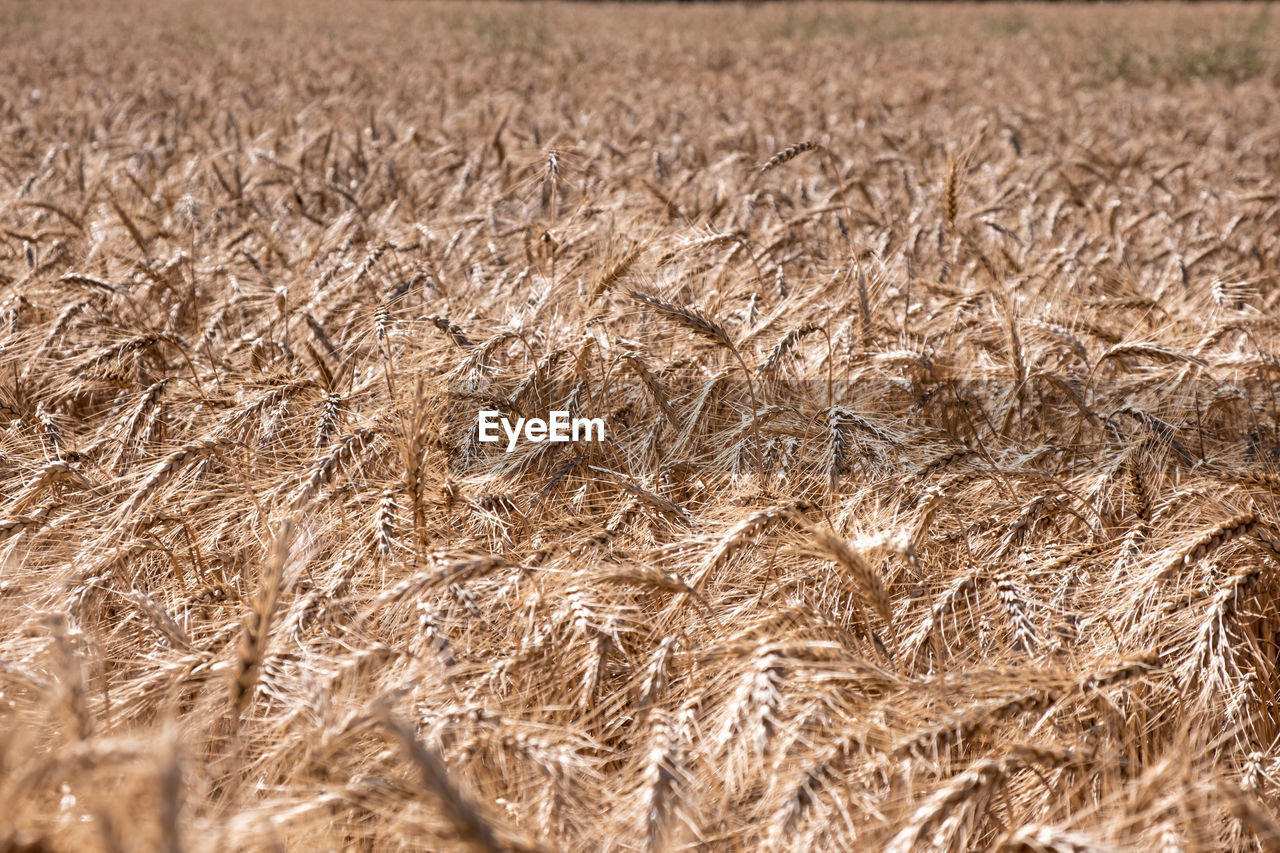 Closeup of a field of cereals