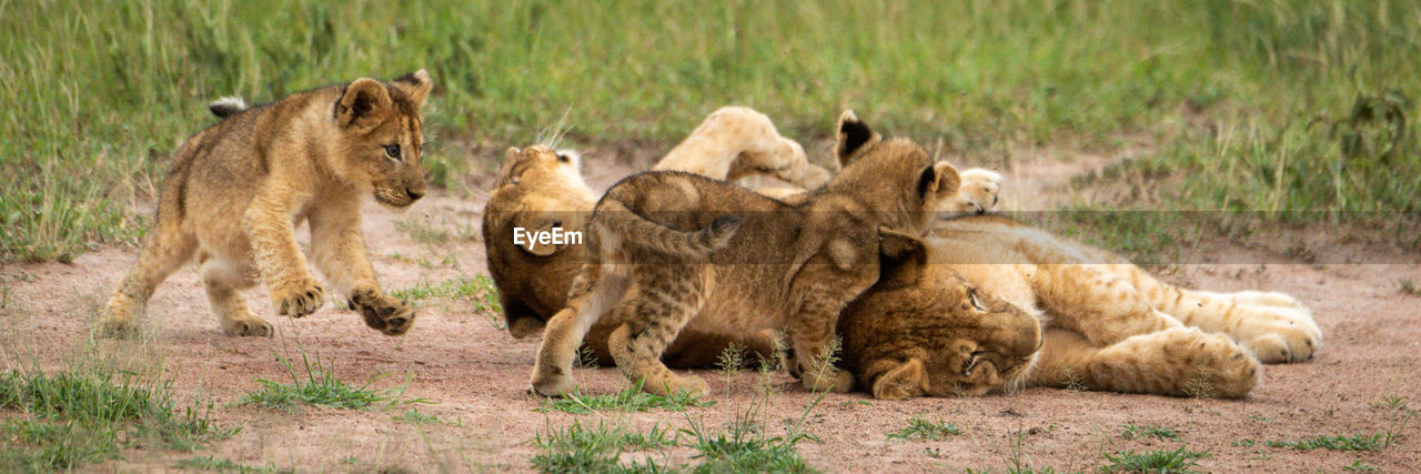 Panorama of four lion cubs play fighting