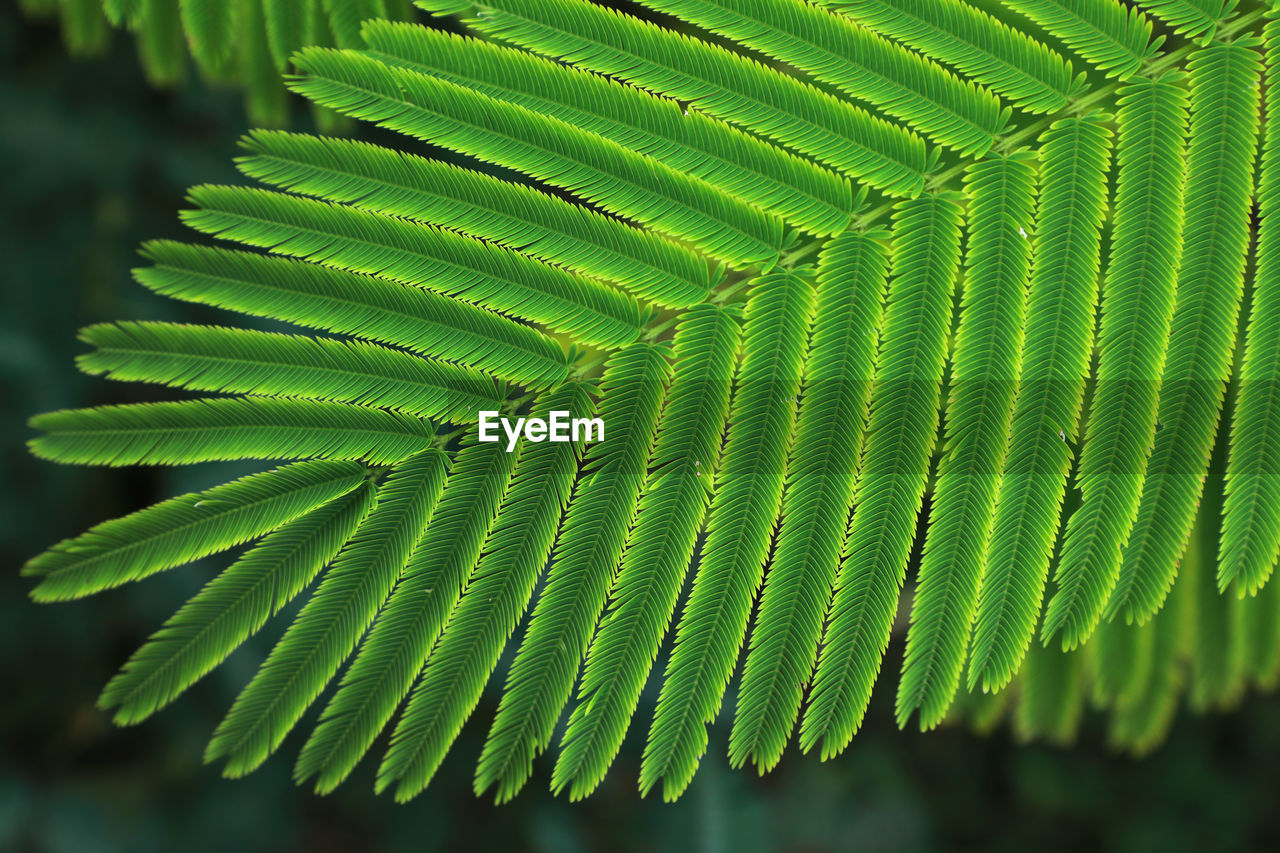 Close-up of green leaves on tree