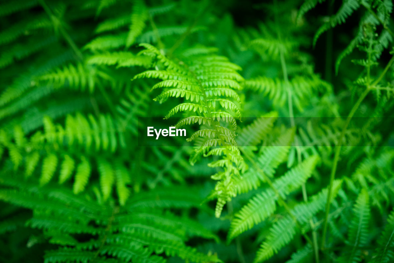 Close-up of fern