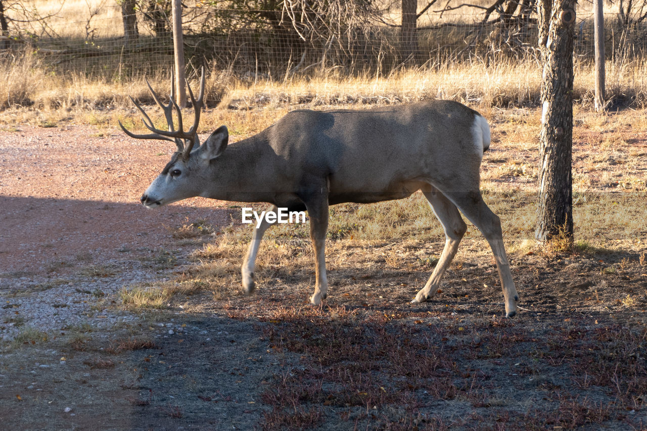 HORSE STANDING ON FIELD