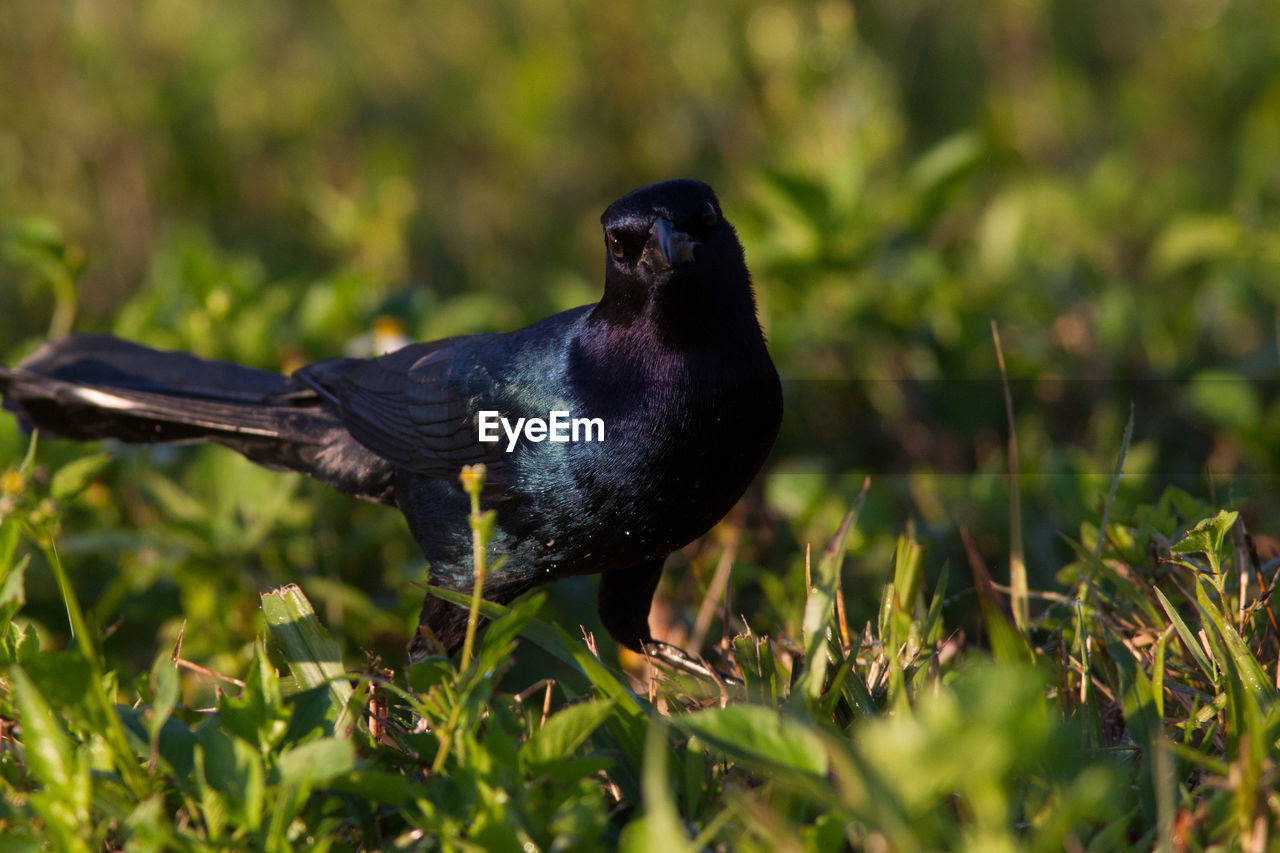 Close-up of bird perching on grass