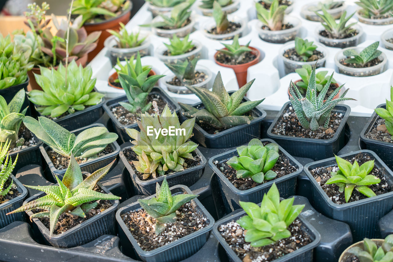 High angle view of potted plants for sale at market