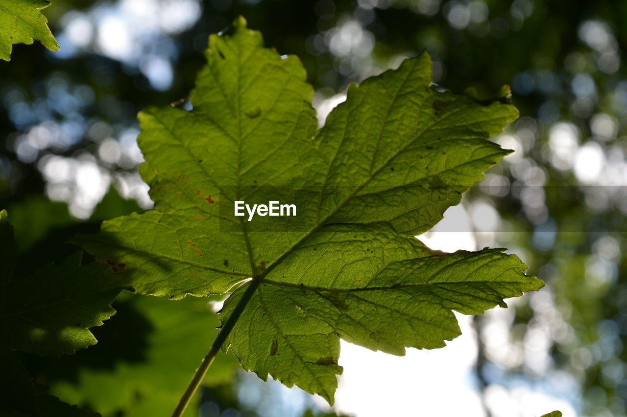 Close-up of leaves against blurred background