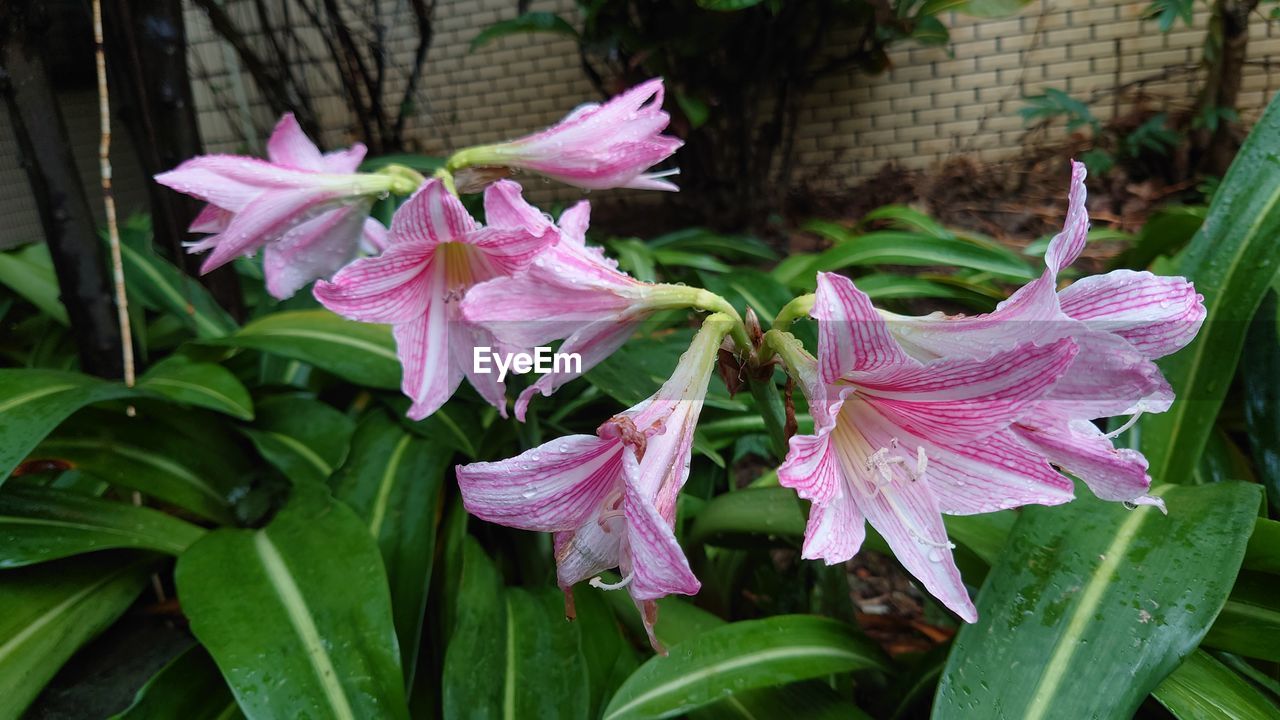 plant, flower, flowering plant, beauty in nature, freshness, pink, petal, growth, close-up, leaf, plant part, fragility, nature, inflorescence, flower head, no people, outdoors, green, botany, focus on foreground, lily, pollen, day, springtime, drop, water, blossom, wet