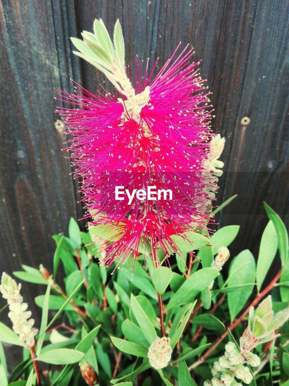 CLOSE-UP OF PINK ROSE ON PLANT