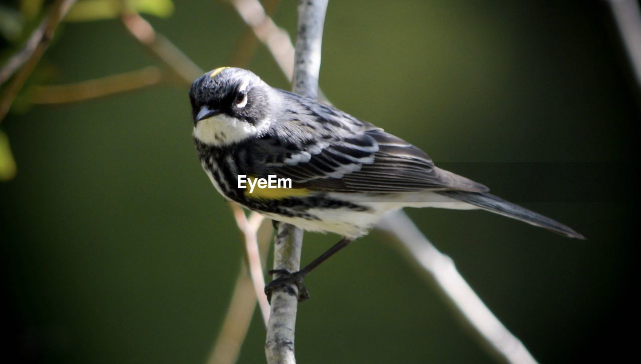 Close-up of bird perching on branch